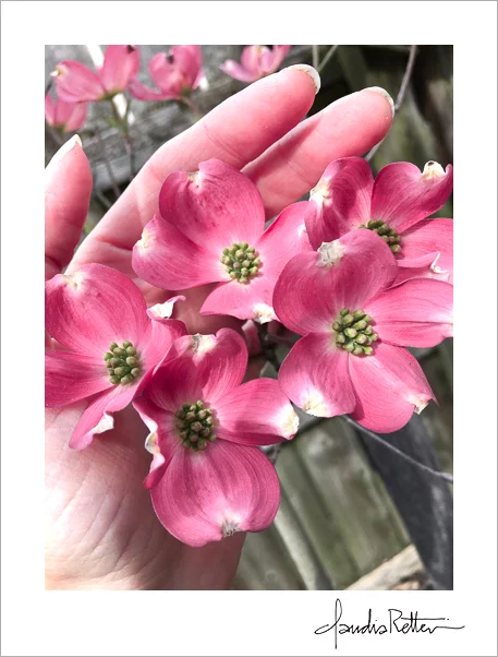 My dogwood this spring.