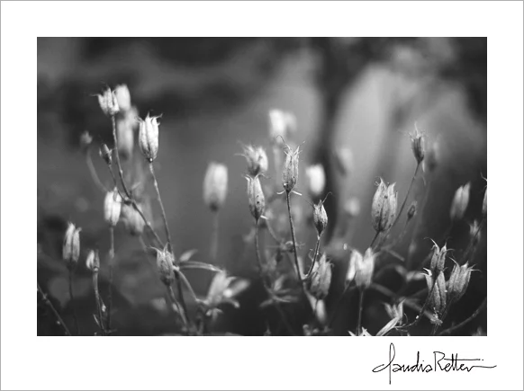Columbine seed heads.