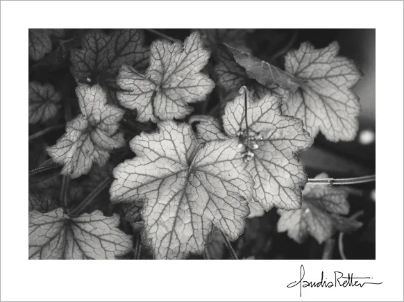 Coral Bells