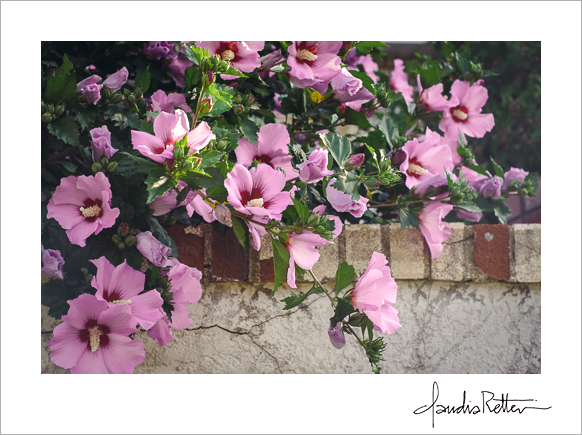 The hibiscus tree.