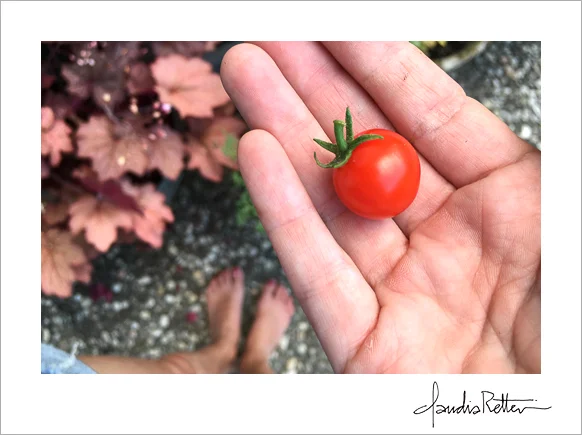 The first cherry tomato.