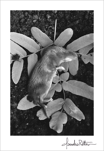 Shrew in the ferns.