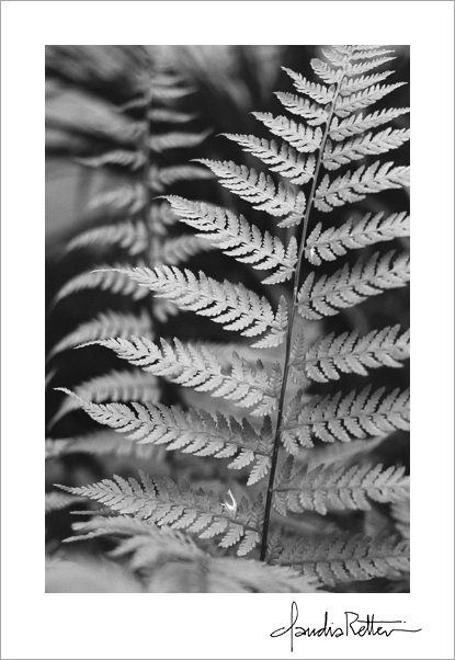 Fern leaves.