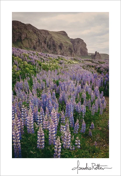 Lupines in Vik, Iceland