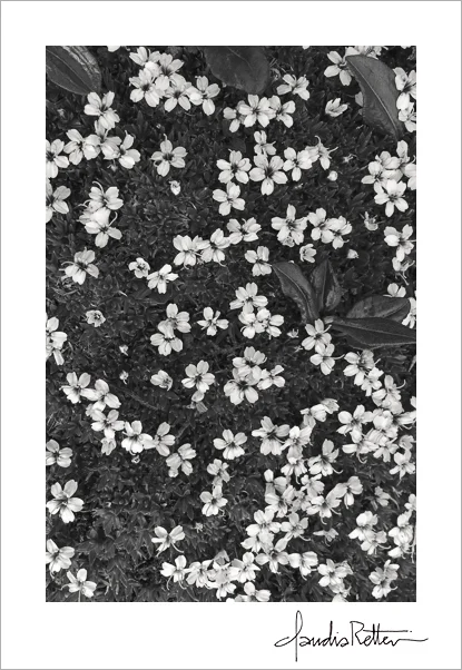 Flowers on Mount Hatta, Vik