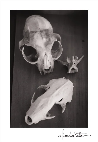 Little animal skulls