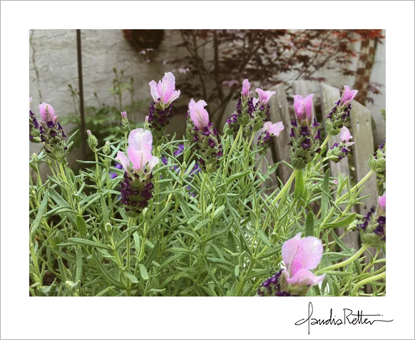 Lavender