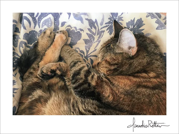 Tiger cat