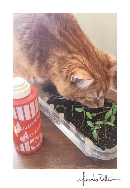 Orange cat with tomato seedlings