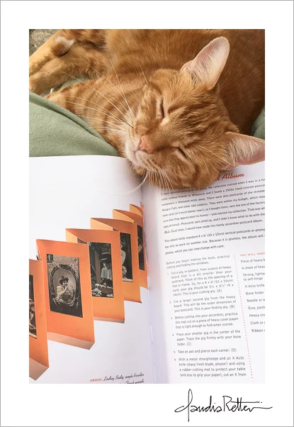 My cat, Sherman, helping out with research.