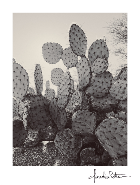Prickly Pear