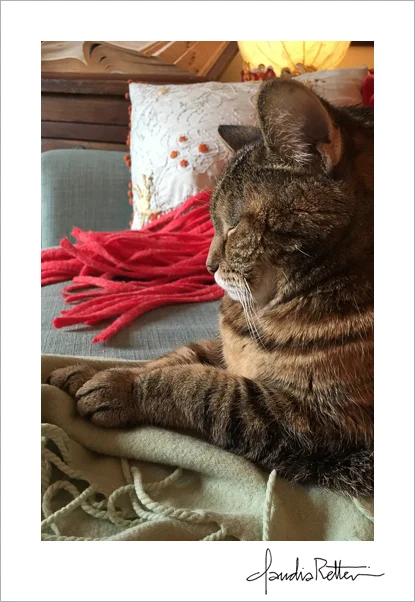 Cat on a couch