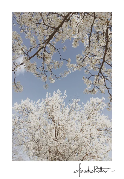 Flowering trees
