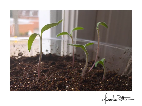 Tomato seedlings