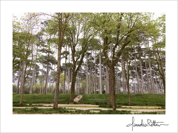 Trees in the Bois de Boulogne