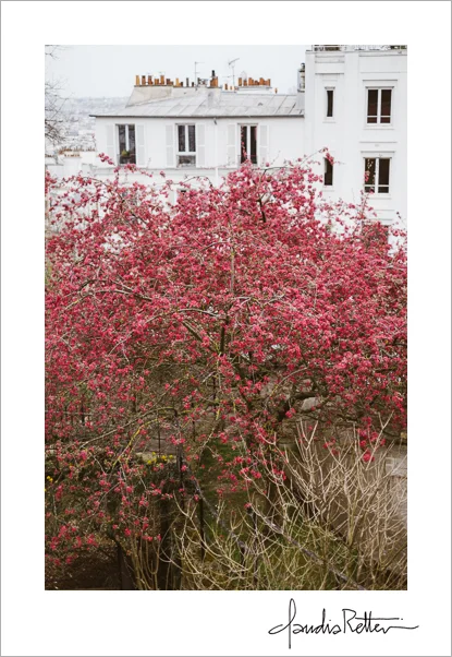 Blooming tree, Montmartre