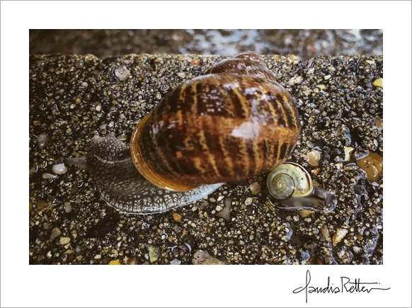 Snail friends
