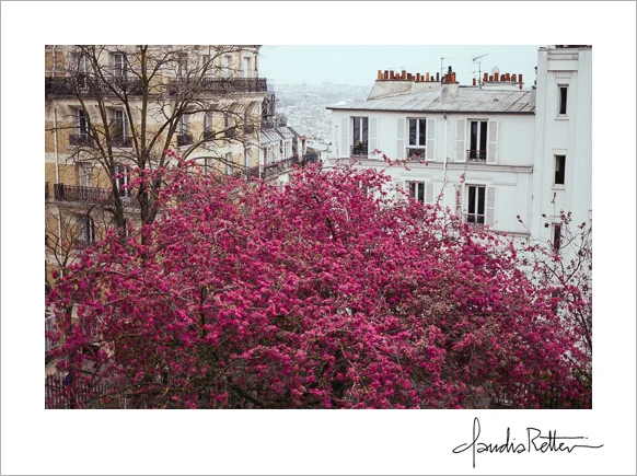 Bright pink tree, Montmartre, Paris