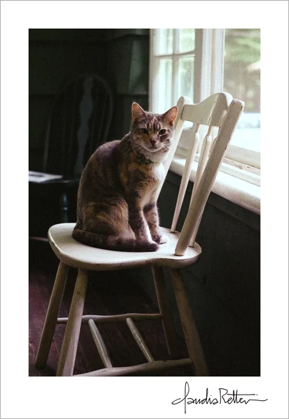 Cat on a chair