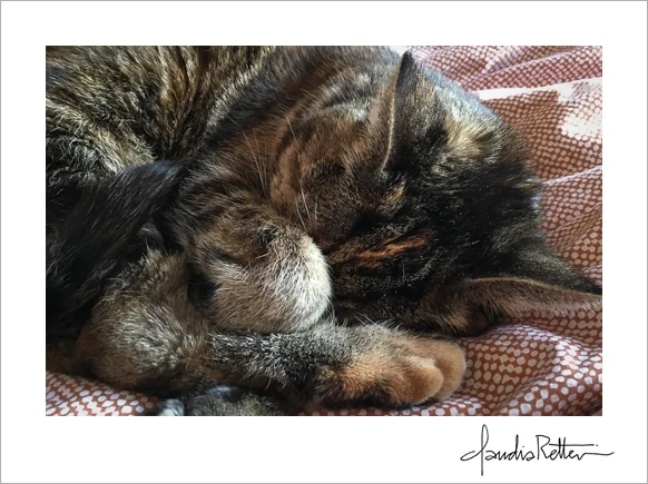 Brown cat sleeping