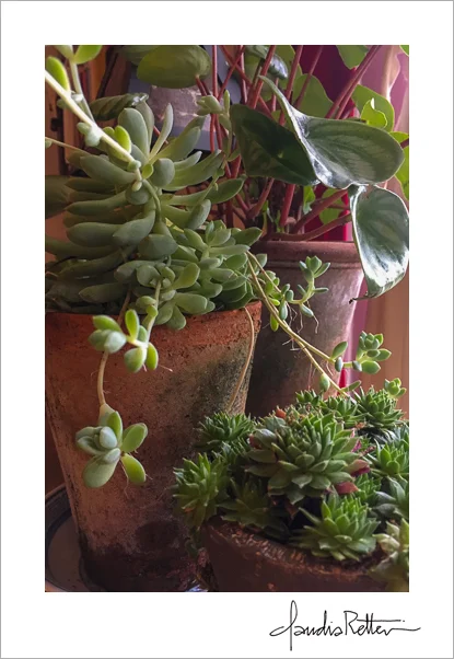 Succulents
