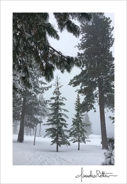 Pines and snow