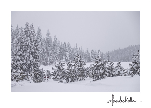 Tall trees and snow, Tahoe