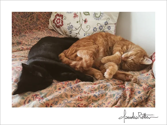 two cats
