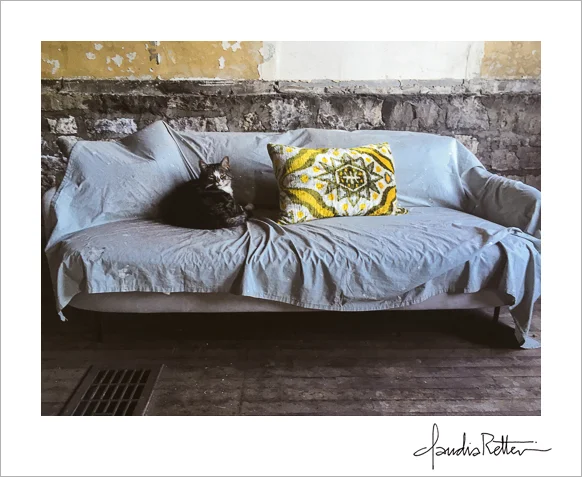 studio-cat-claudia-retter.jpg