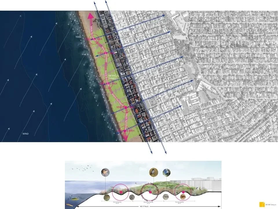 Manhattan Beach Restoration Project 
Collaboration: The Bay Foundation | The State Coastal Conservancy | Los Angeles County Department of Beaches and Harbors | Coastal Restoration Consultants | The City of Manhattan Beach

Context
The history of Manh