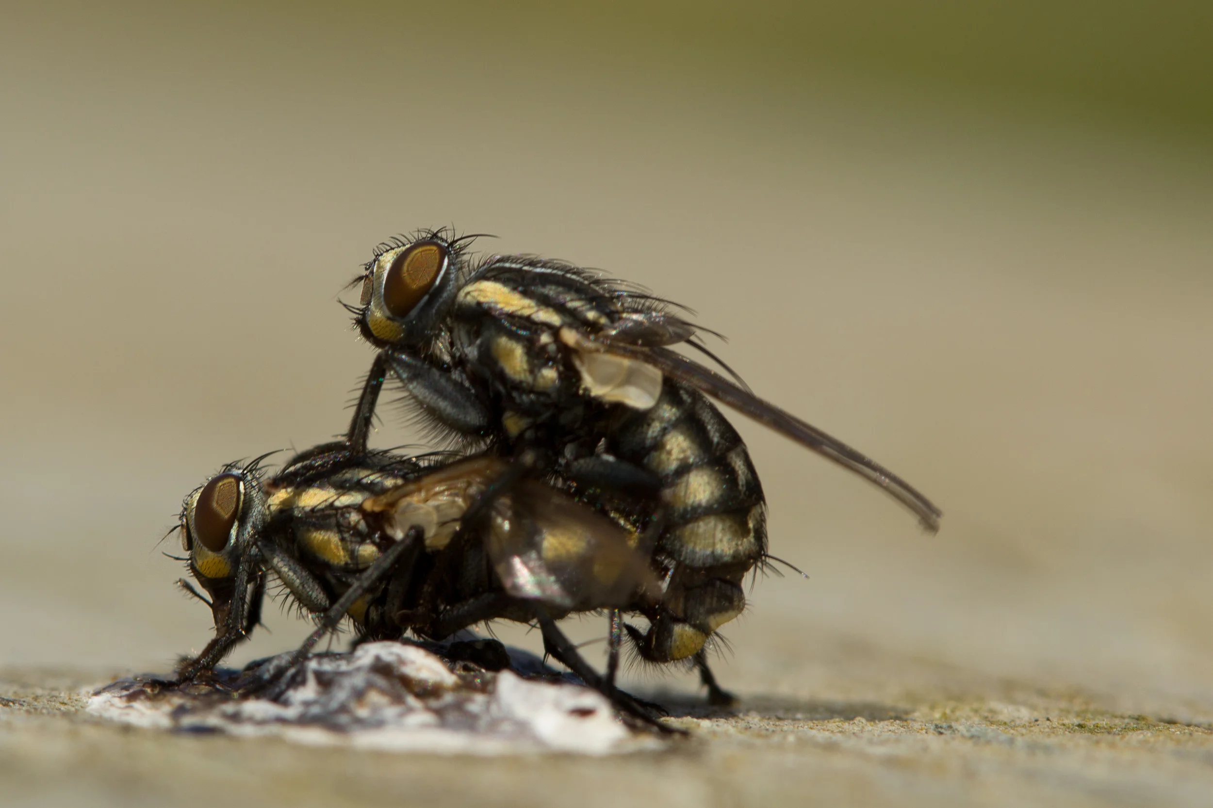 Flies Gone Wild !!