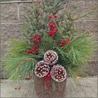 12-1pm: Spruce Tip Pot