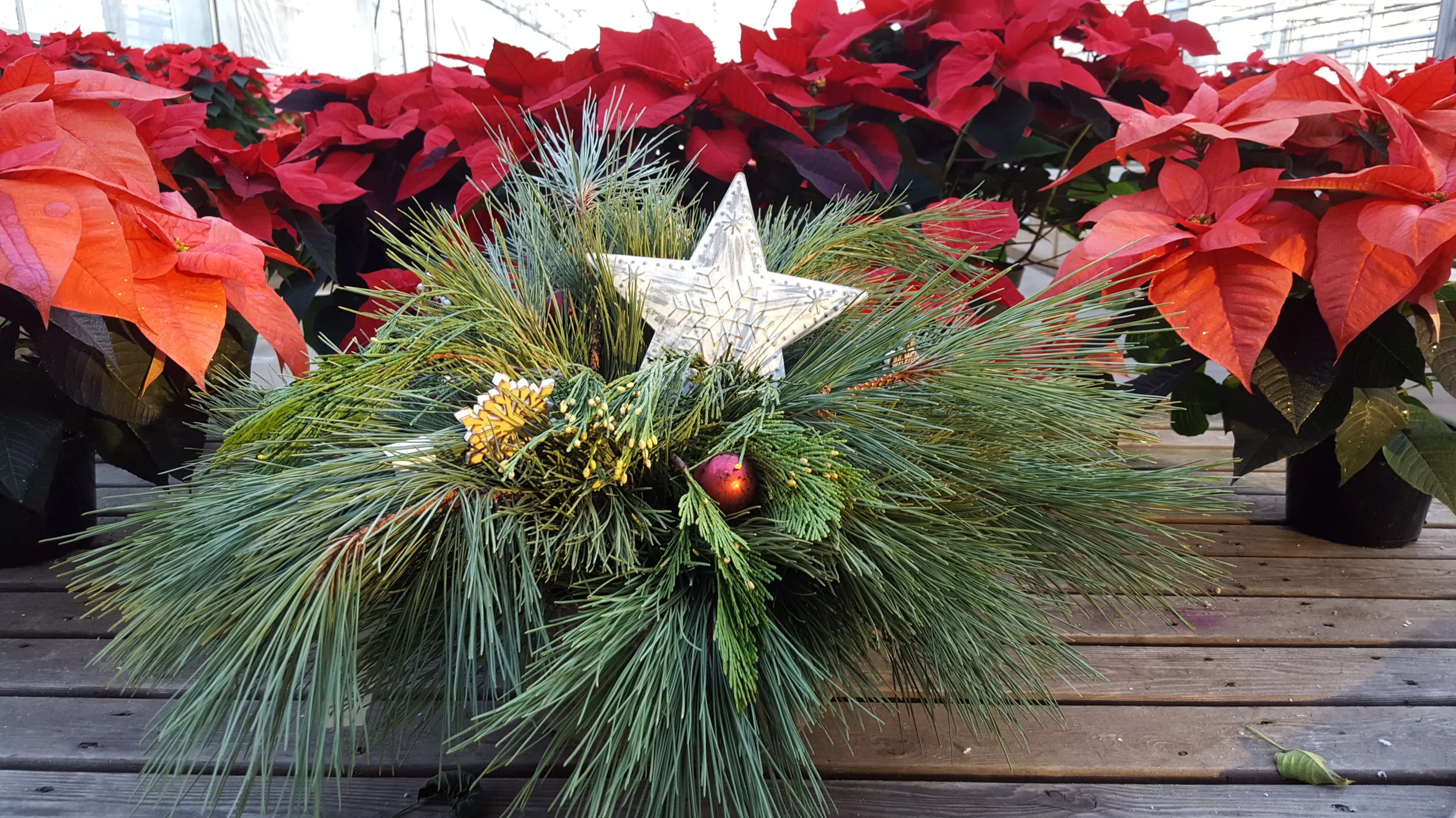 Norway and White Pine tips with a white metal star.