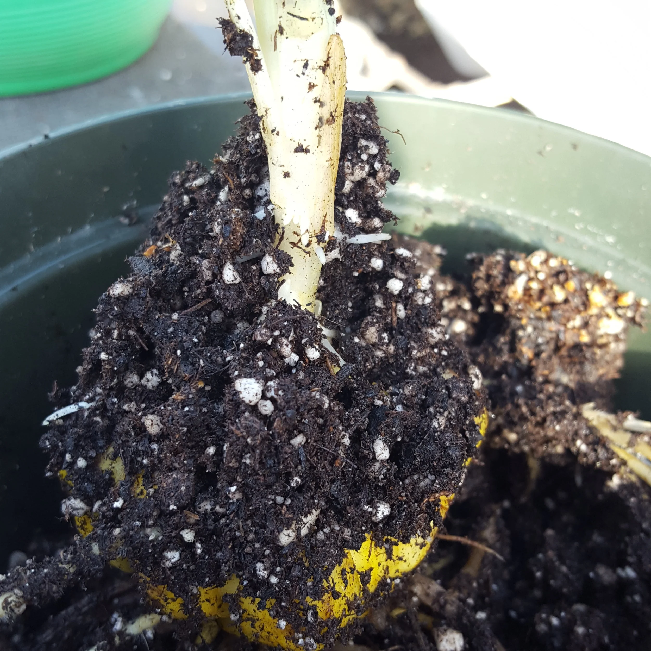 Easter Lily Buds, Here We Go — Lynde Greenhouse & Nursery