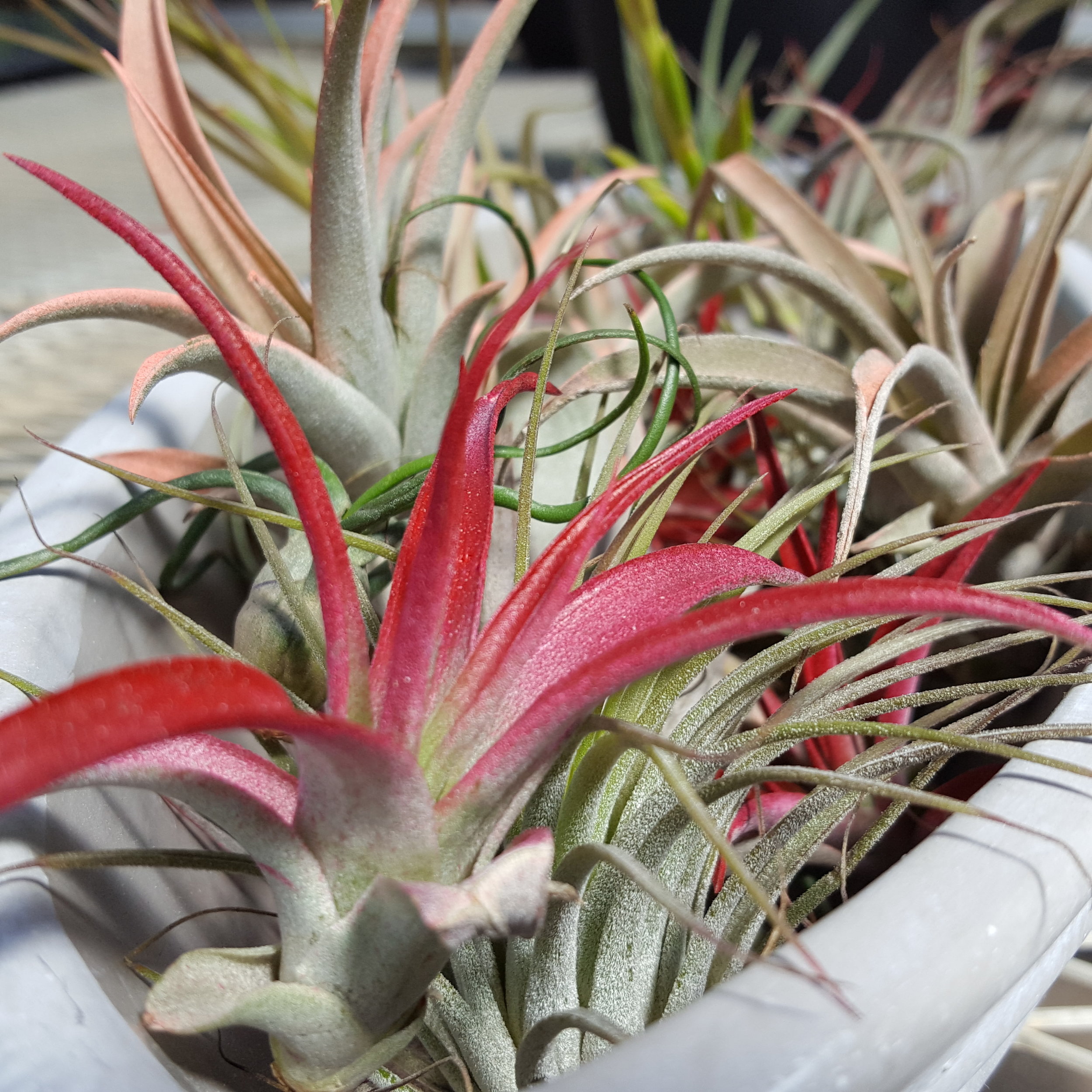 The Tillandsia Air Plant Care Tips Lynde Greenhouse Nursery