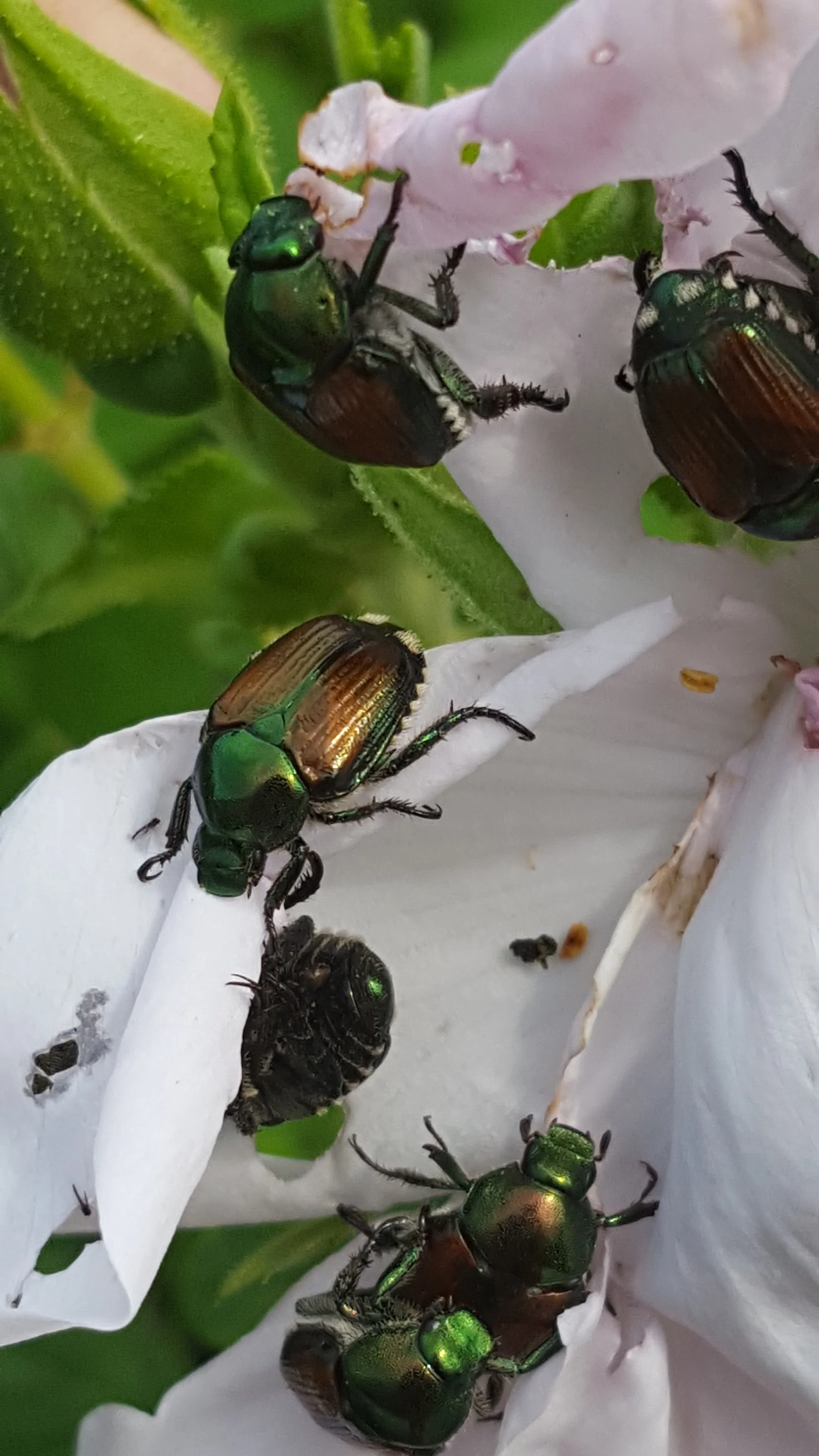 Japanese Beetles Feasting on Rose Flower