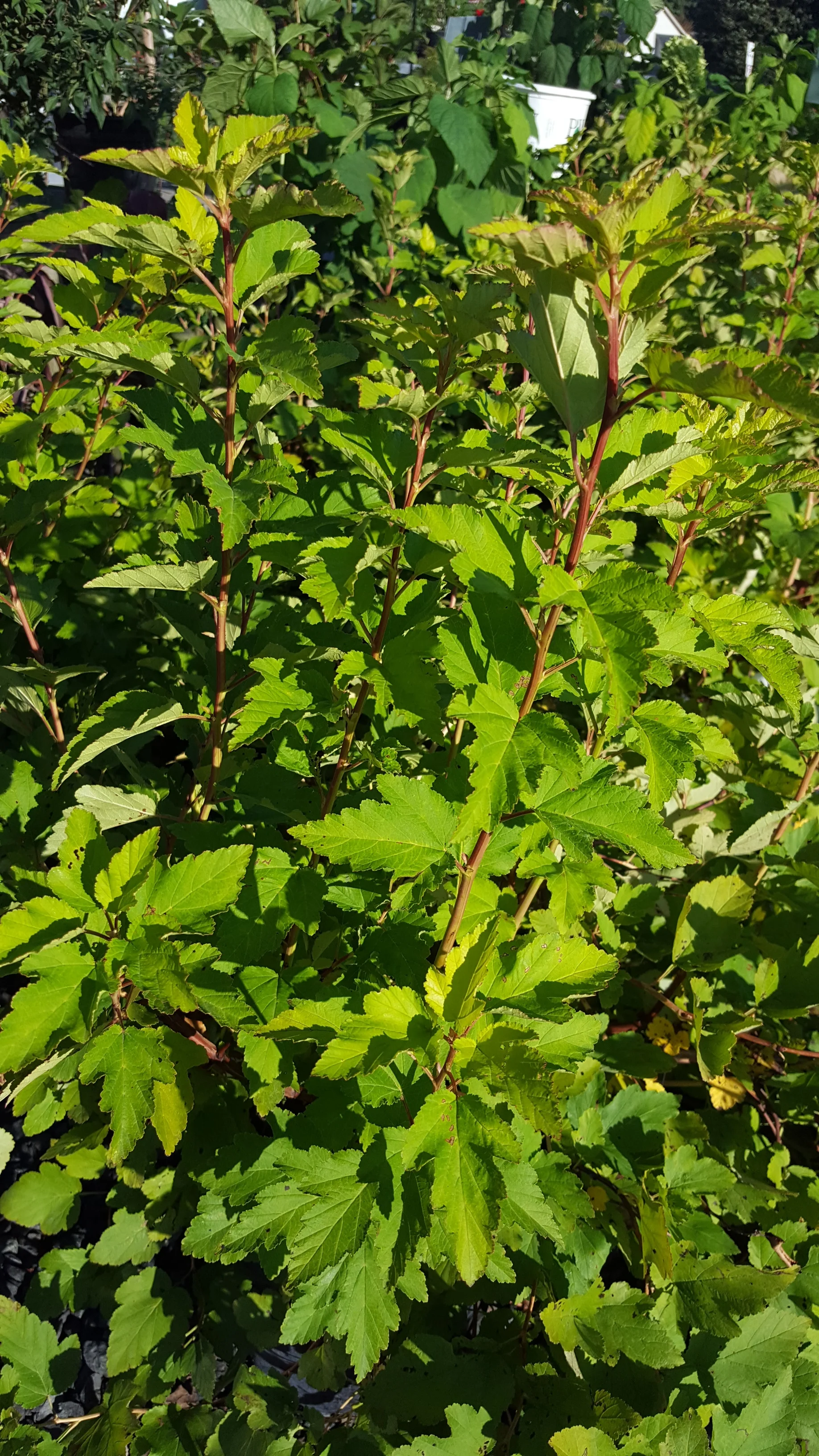 20180913_084142.jpg