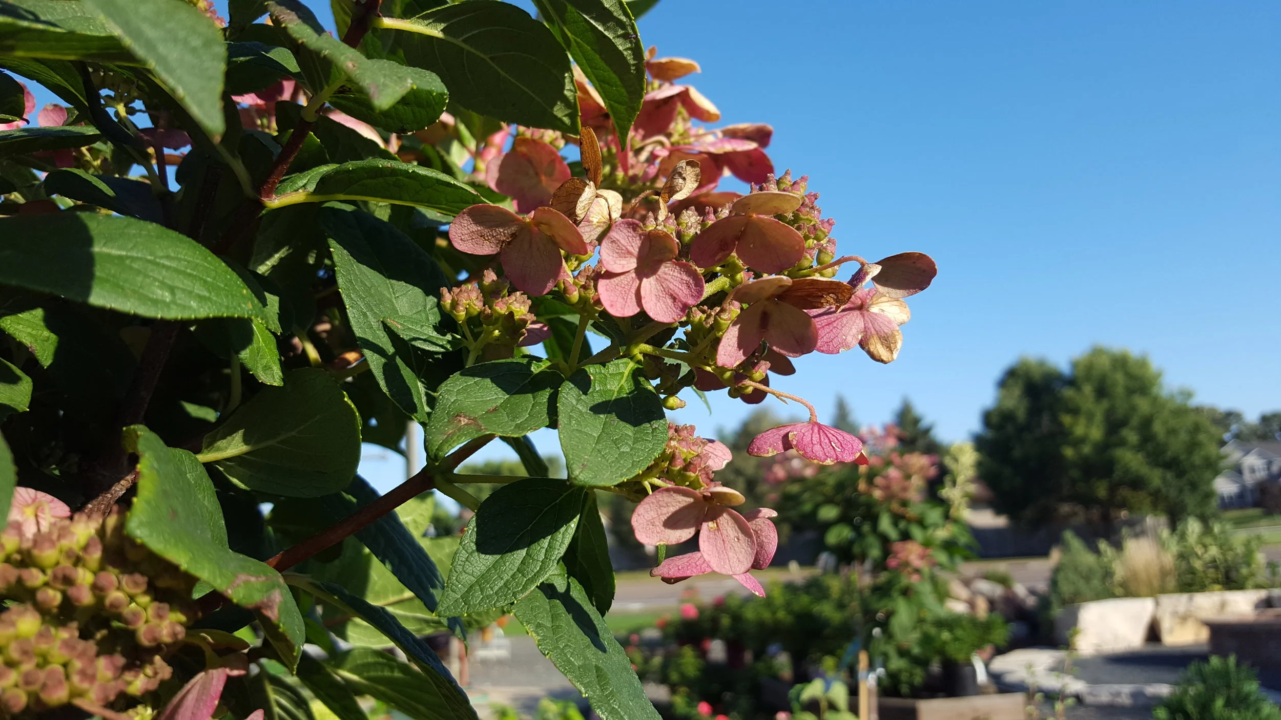 20180913_085736.jpg
