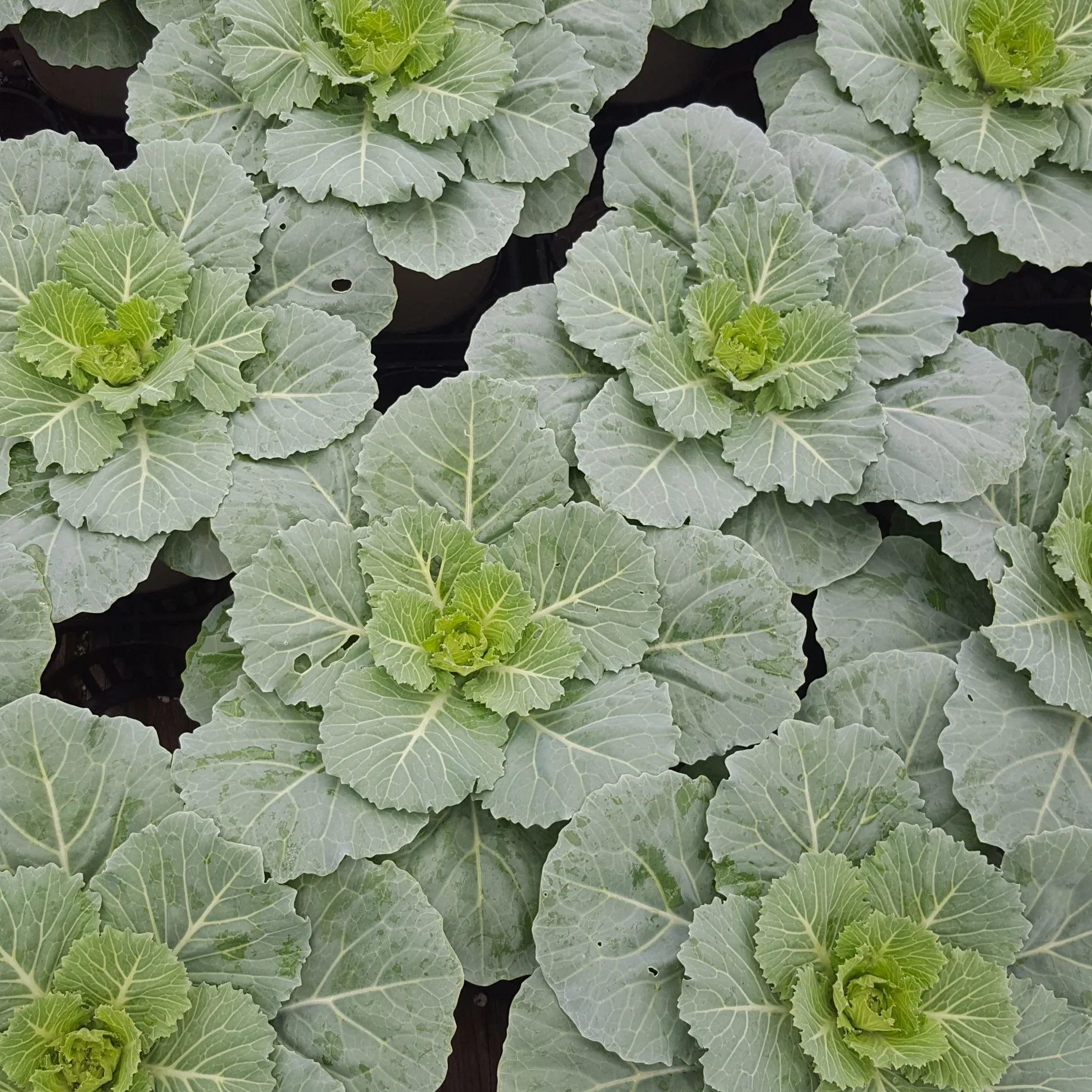 Pigeon White Flowering Kale