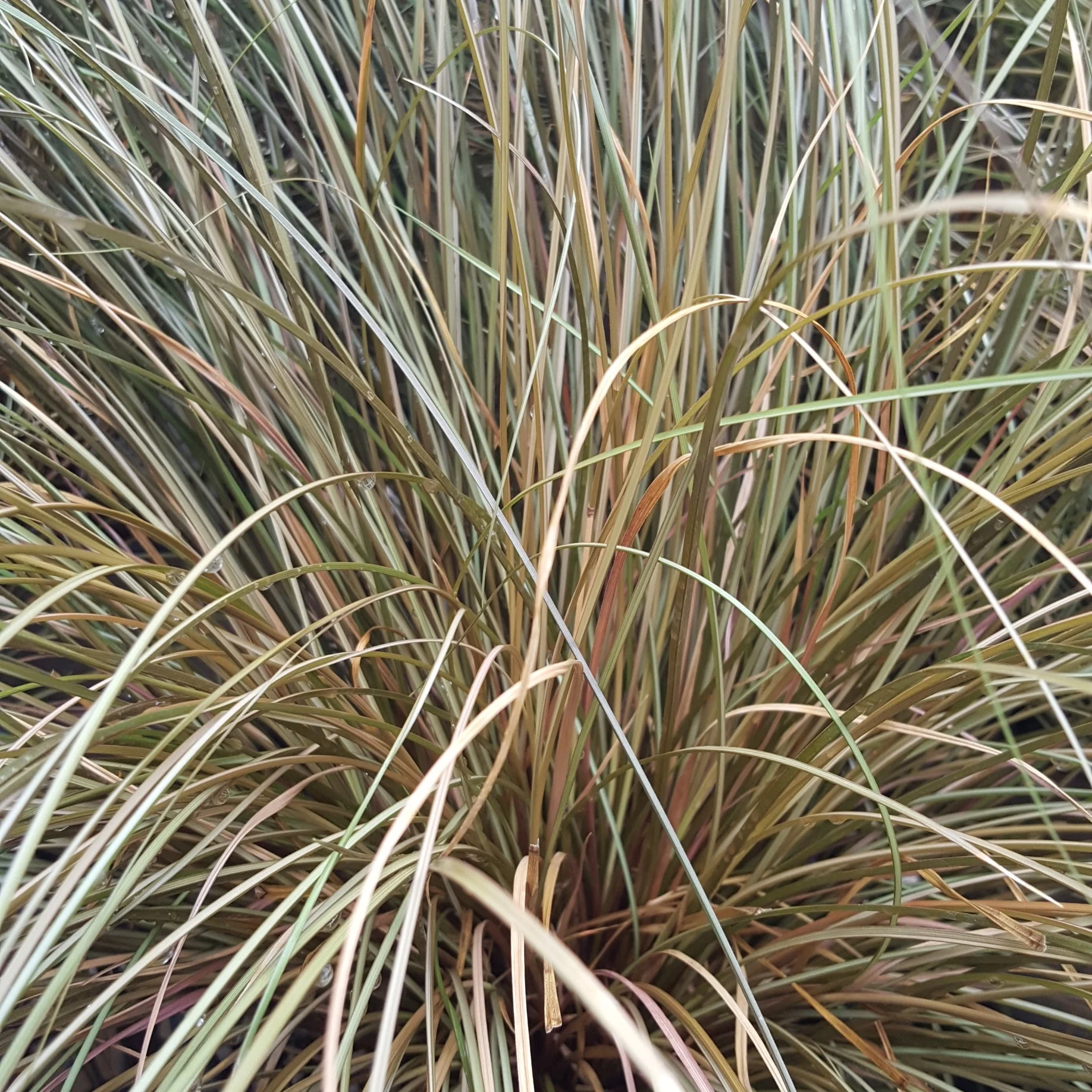 Toffee Twist Grass