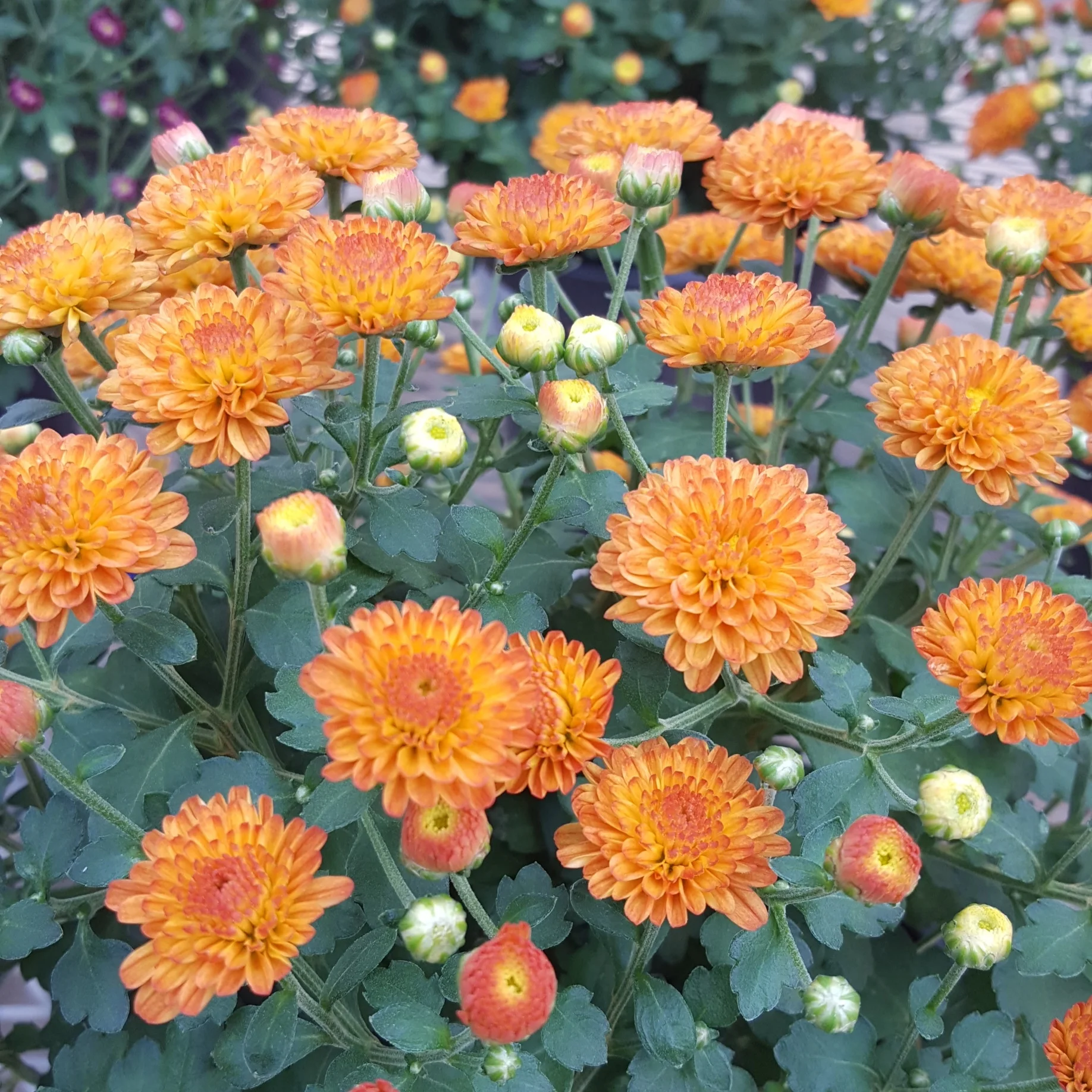 Garden Mum