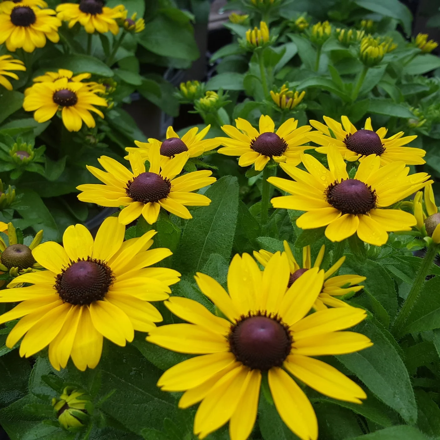 Daisy