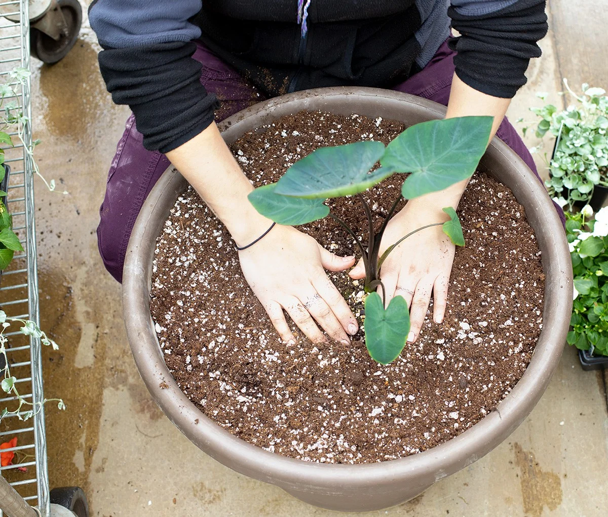 starting-out-with-the-filler-plant-container-gardens.jpg