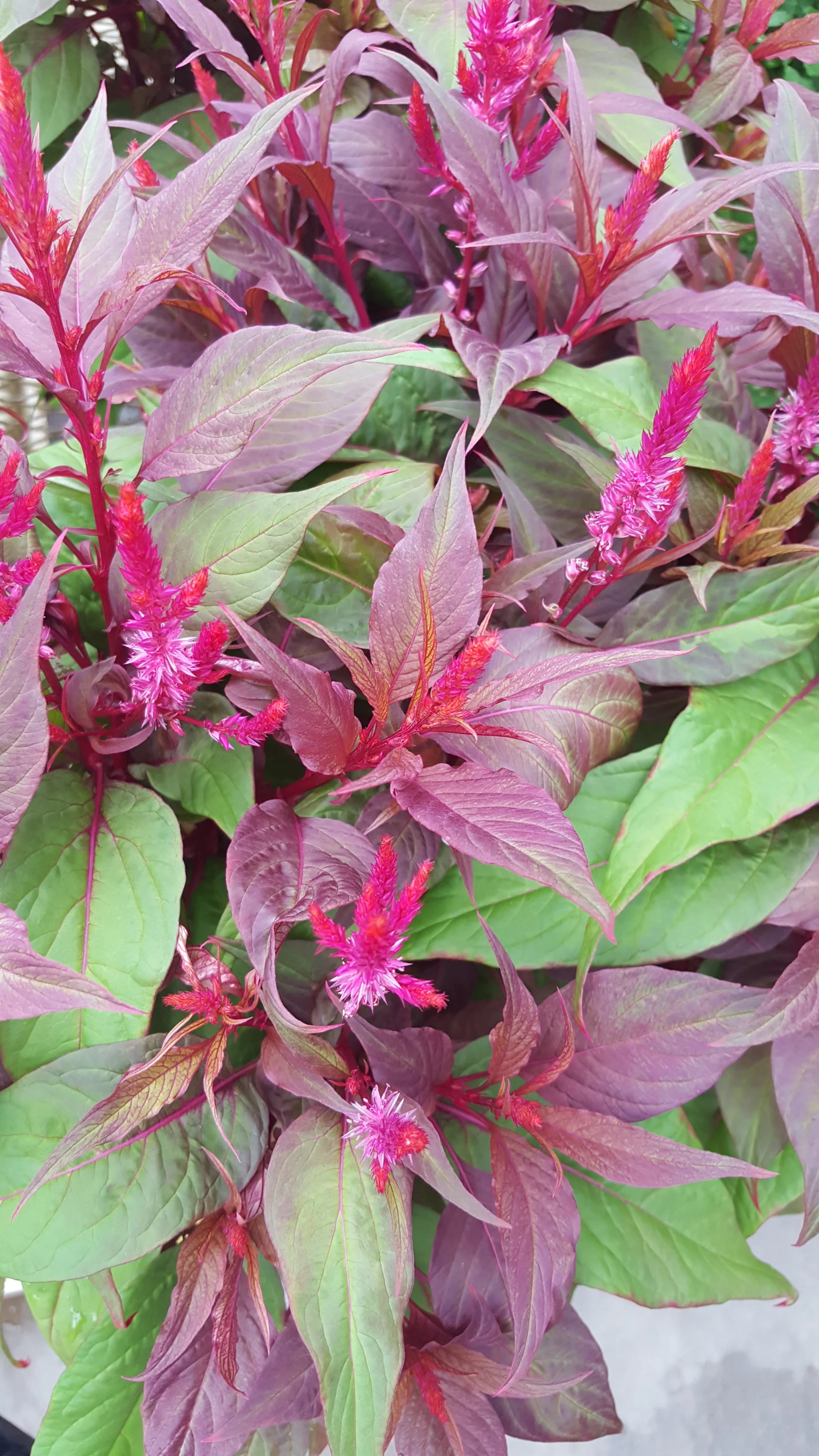 Celosia