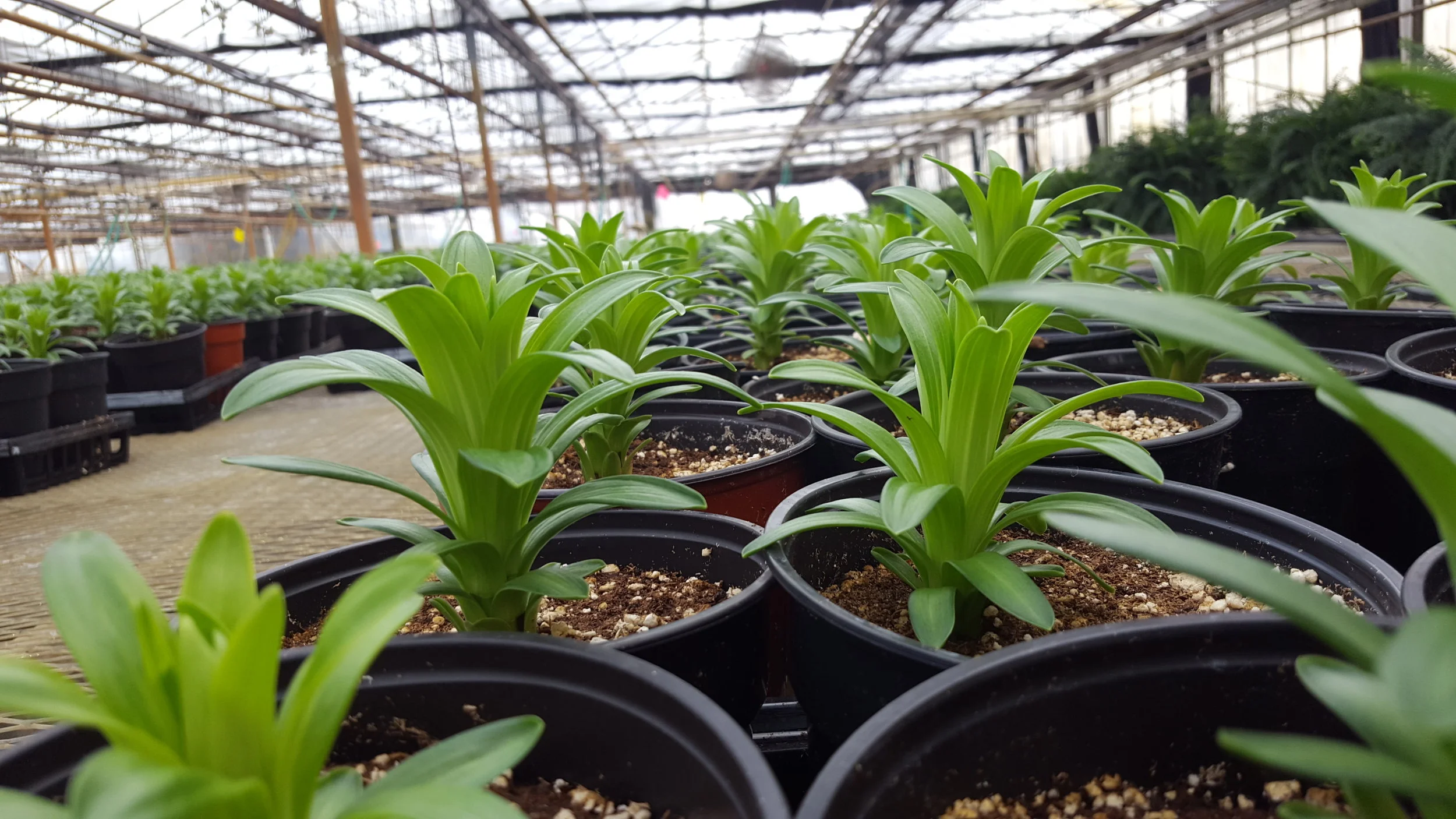 North Greenhouse - January 21