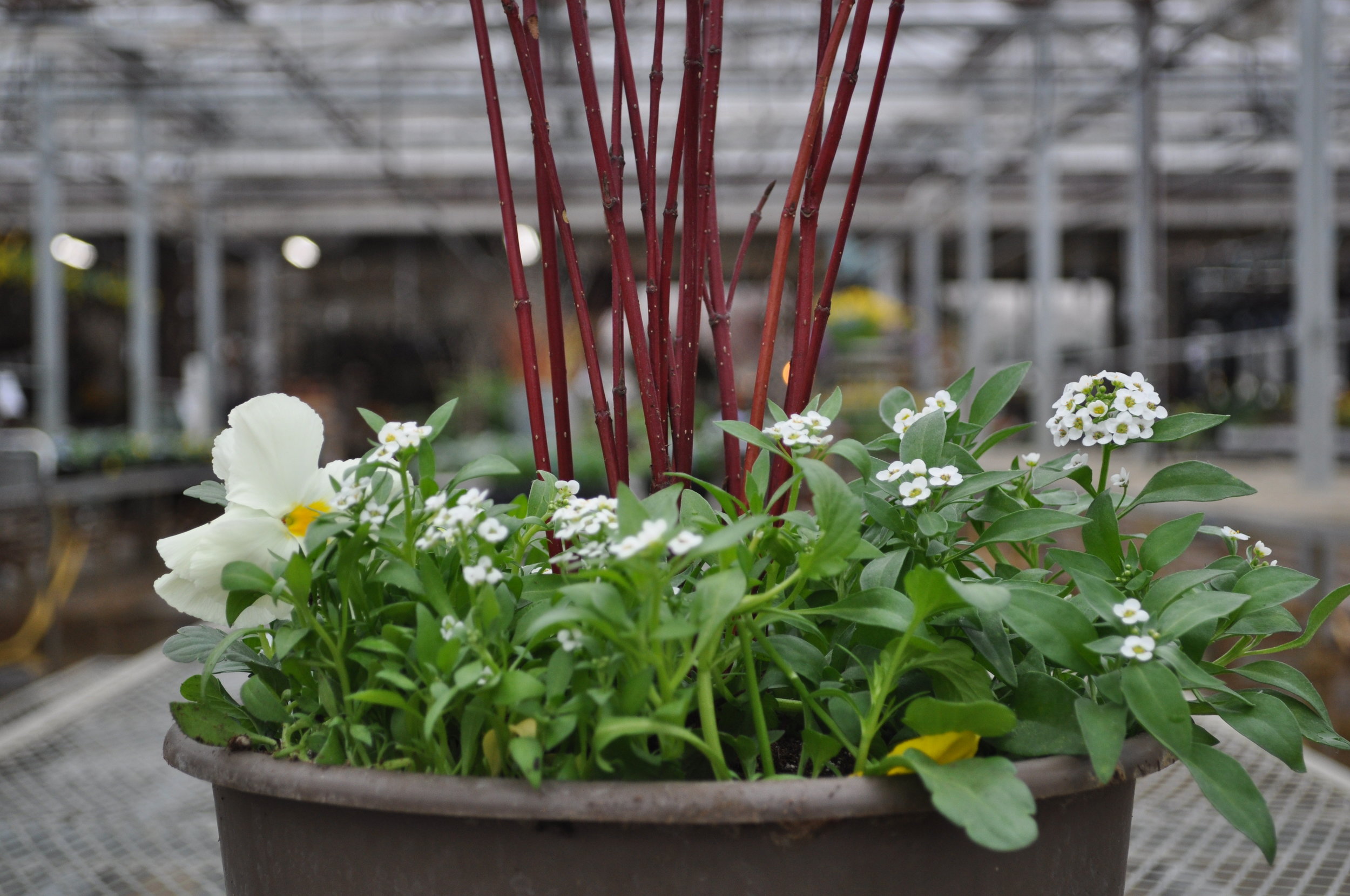 Spring Container Garden