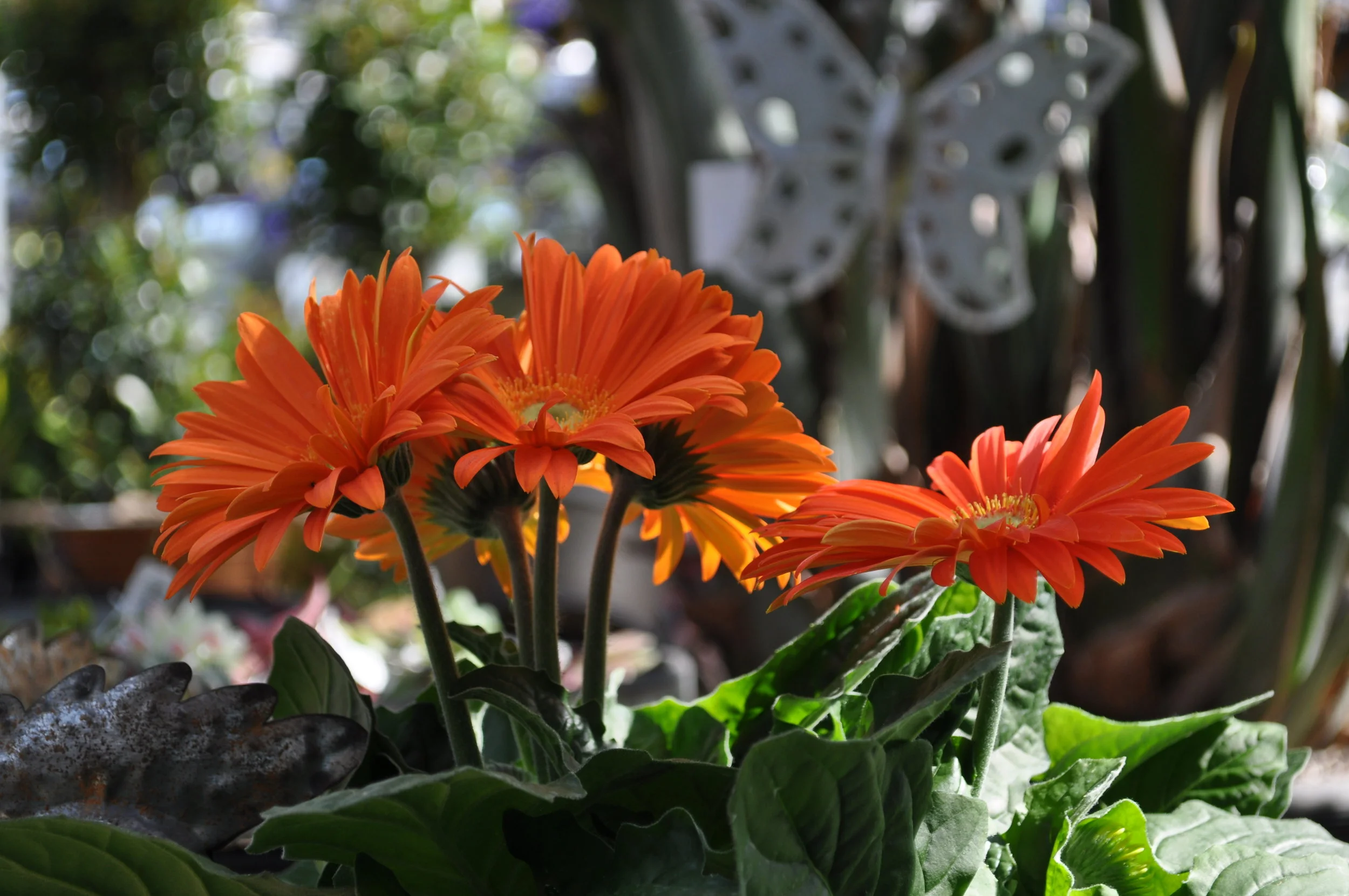 DSC_0283.JPG