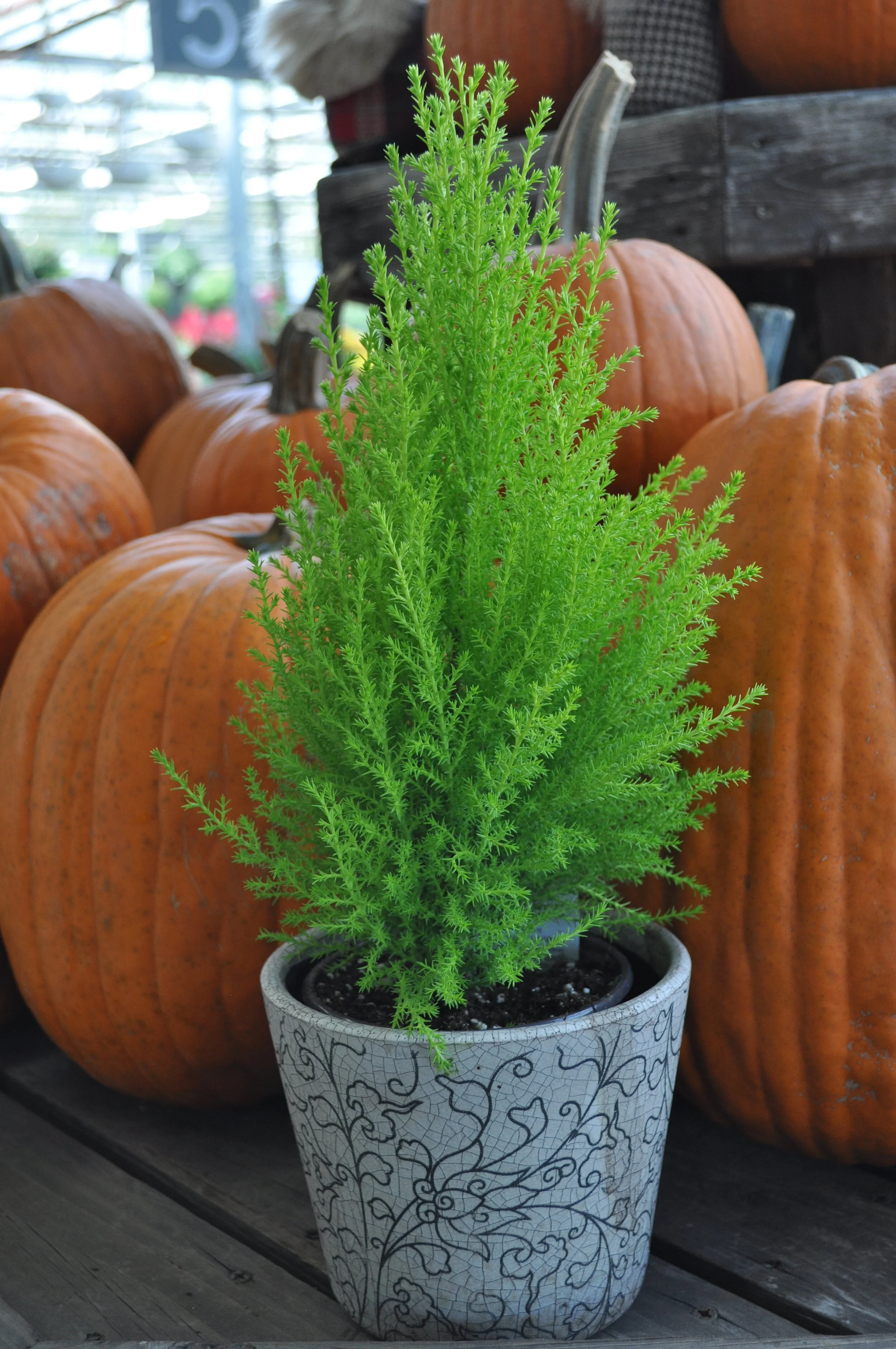 Lemon Cypress Lynde Greenhouse Nursery