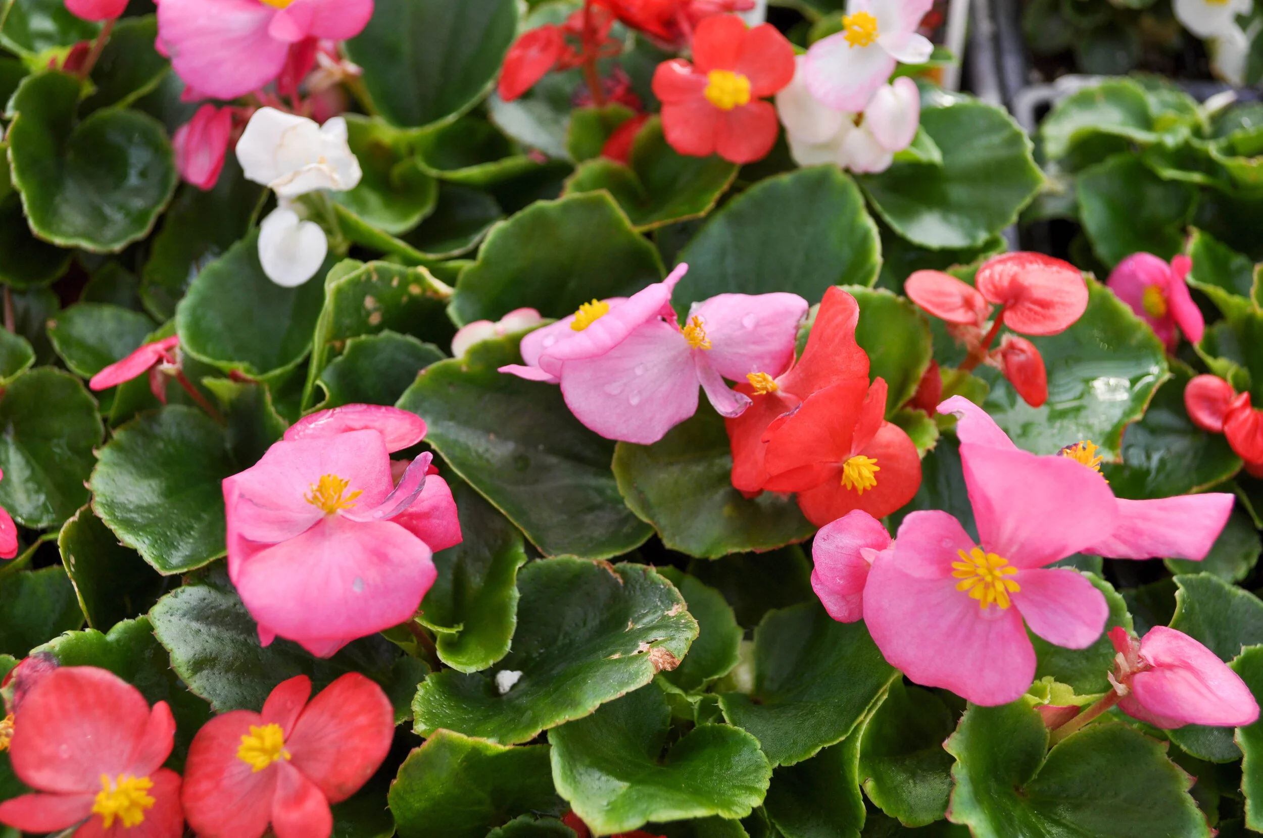 Wax Begonia — Lynde Greenhouse &amp; Nursery