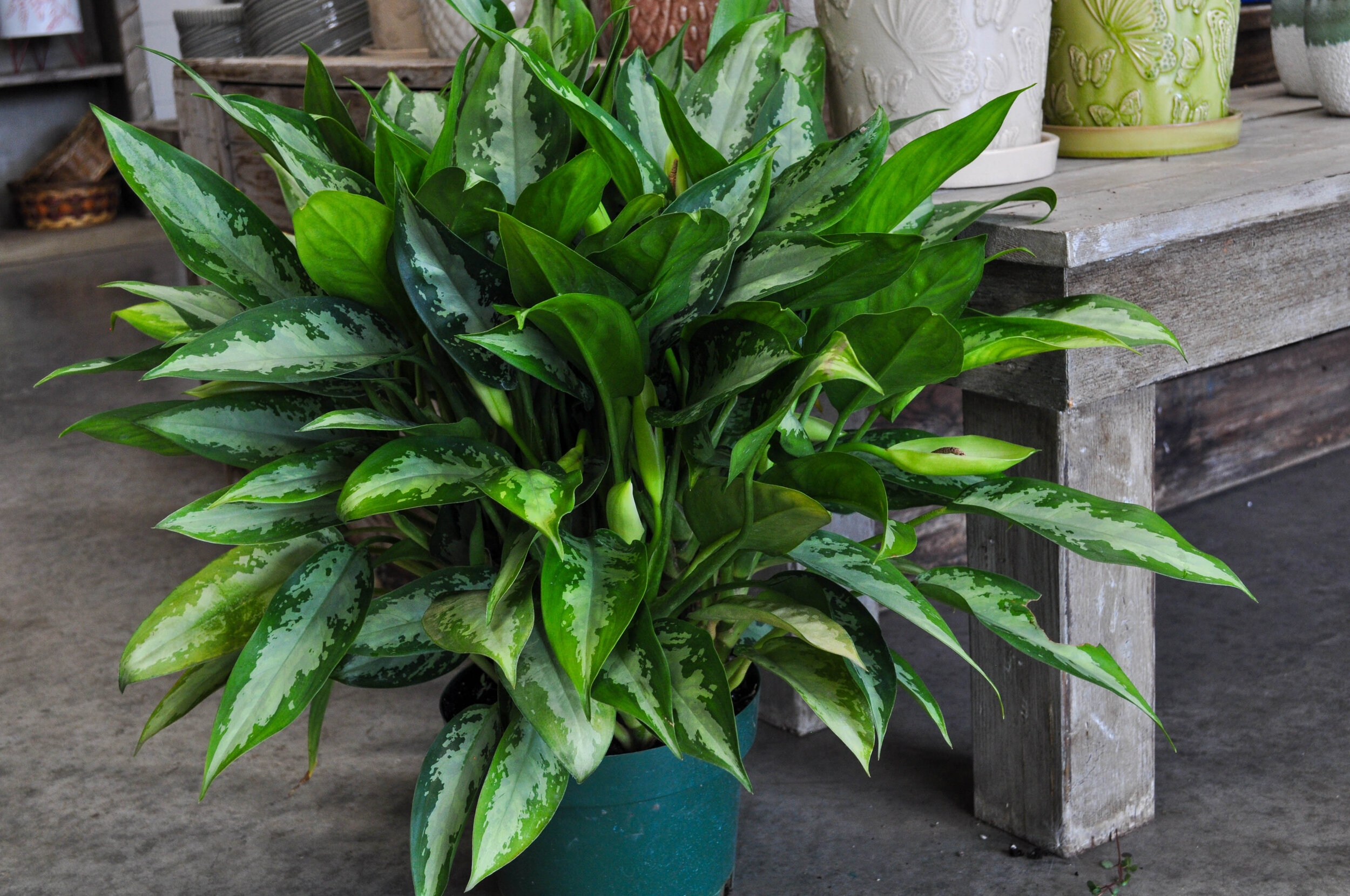 Aglaonema Jubilee